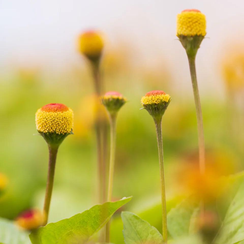 Nutri-Define Supreme Restorative Light Cream - Image 4